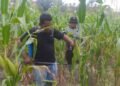 Kapolsek Kerinci Kanan – Polres Siak Pimpin Penyemprotan Booster Jagung Pipil Bersama Kelompok Tani Mekar Sari