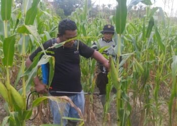 Kapolsek Kerinci Kanan – Polres Siak Pimpin Penyemprotan Booster Jagung Pipil Bersama Kelompok Tani Mekar Sari