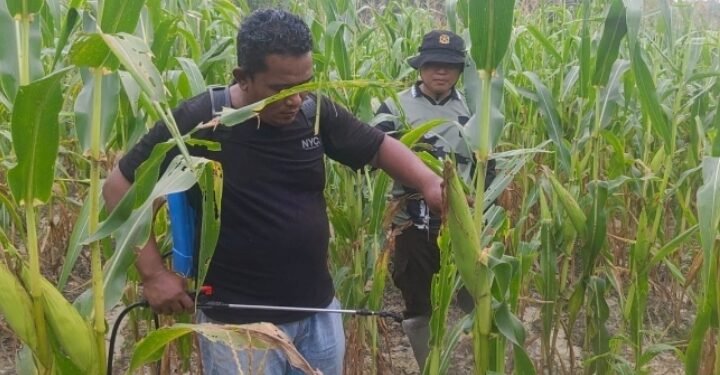 Kapolsek Kerinci Kanan – Polres Siak Pimpin Penyemprotan Booster Jagung Pipil Bersama Kelompok Tani Mekar Sari