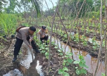 Bhabinkamtibmas Tak Hanya Jaga Kamtibmas, Kini Turun Langsung Pastikan Ketahanan Pangan Warga.