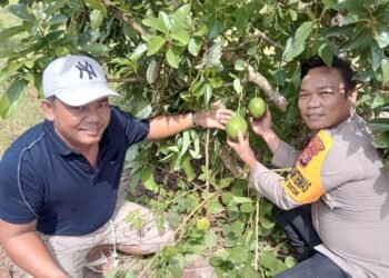 Bhabinkamtibmas Turun Langsung ke Kebun, Pastikan Alpukat Mentega Tumbuh Subur untuk Dukung Ketahanan Pangan Nasional