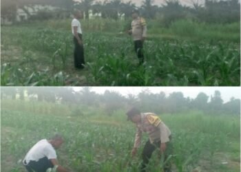 Bhabinkamtibmas Pantau Langsung Pertumbuhan Jagung Warga, Perkuat Pertahanan Pangan dari Tingkat Kelurahan 