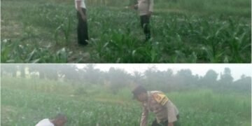 Bhabinkamtibmas Pantau Langsung Pertumbuhan Jagung Warga, Perkuat Pertahanan Pangan dari Tingkat Kelurahan 