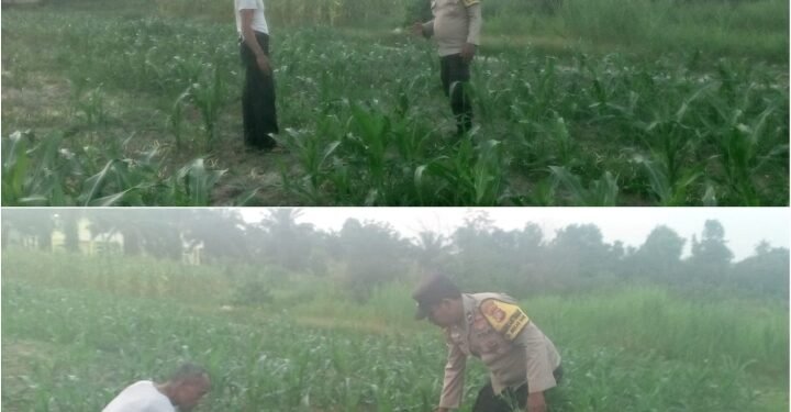 Bhabinkamtibmas Pantau Langsung Pertumbuhan Jagung Warga, Perkuat Pertahanan Pangan dari Tingkat Kelurahan 