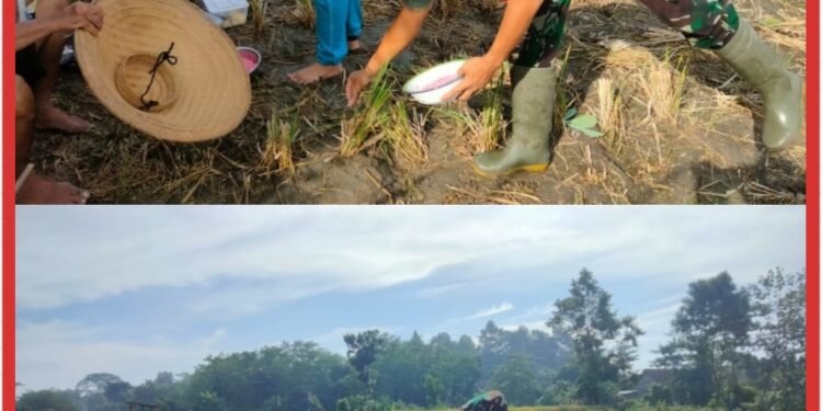 Sinergi Ketahanan Pangan, Serma Yonanda Dampingi Poktan Makmur Tanam Bibit Jagung
