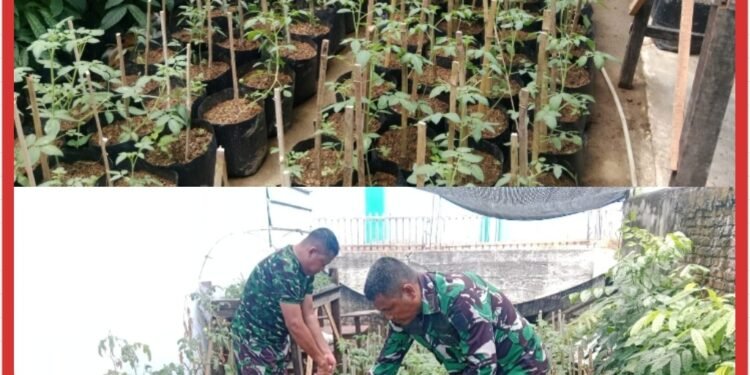TMMD Ke-129 Kodim 0102/Pidie Mulai Garap Demplot Sayuran, Edukasi Warga Manfaatkan Lahan Kosong