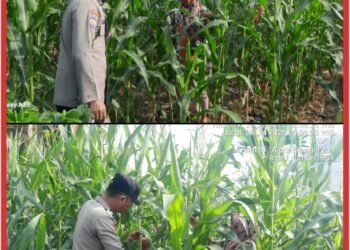 Dari Ketapang Untuk Negeri Bhabinkamtibmas Lubuk Dalam, Kawal Ketahanan Pangan Bersama Kelompok Tani