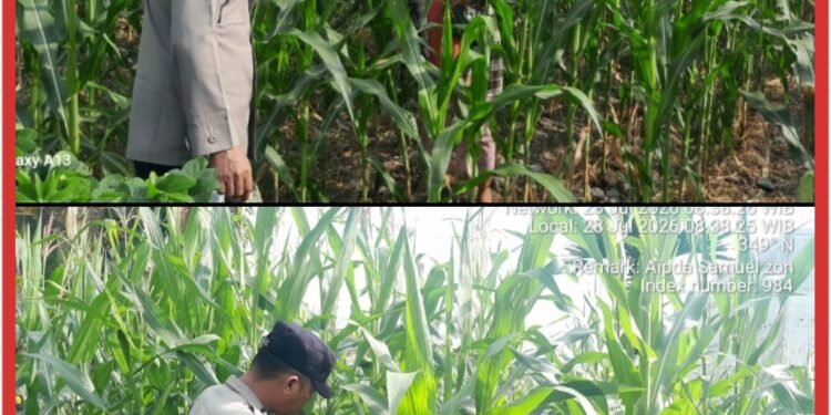 Dari Ketapang Untuk Negeri Bhabinkamtibmas Lubuk Dalam, Kawal Ketahanan Pangan Bersama Kelompok Tani