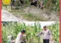 Kapolsek Lubuk Dalam Tinjau Tanaman Jagung, Dukung Program Ketahanan Pangan Nasional 