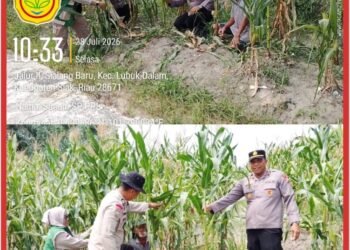 Kapolsek Lubuk Dalam Tinjau Tanaman Jagung, Dukung Program Ketahanan Pangan Nasional 