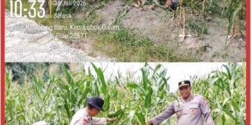 Kapolsek Lubuk Dalam Tinjau Tanaman Jagung, Dukung Program Ketahanan Pangan Nasional 