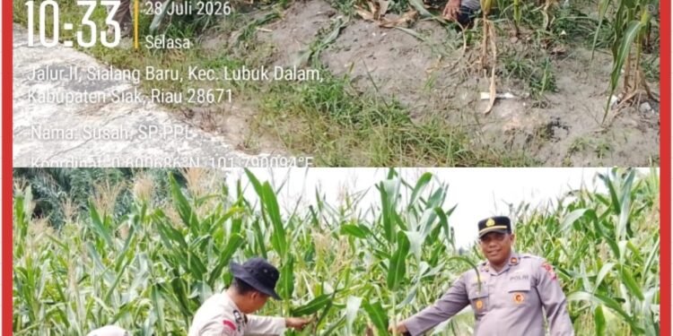 Kapolsek Lubuk Dalam Tinjau Tanaman Jagung, Dukung Program Ketahanan Pangan Nasional 