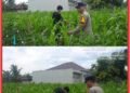 Jamin Ketahanan Pangan, Bhabinkamtibmas Lubuk Dalam Rawat Tanaman Jagung Pipil Bersama Petani 