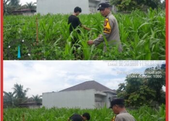Jamin Ketahanan Pangan, Bhabinkamtibmas Lubuk Dalam Rawat Tanaman Jagung Pipil Bersama Petani 