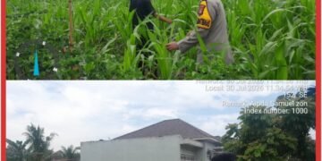 Jamin Ketahanan Pangan, Bhabinkamtibmas Lubuk Dalam Rawat Tanaman Jagung Pipil Bersama Petani 