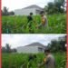 Jamin Ketahanan Pangan, Bhabinkamtibmas Lubuk Dalam Rawat Tanaman Jagung Pipil Bersama Petani 
