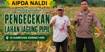 Bhabinkamtibmas Kampung Kerinci Kiri Laksanakan Pengecekan Lahan Jagung Pipil, Wujud Dukungan Polri Terhadap Ketahanan Pangan Nasional 