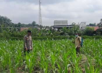 Bhabinkamtibmas Dampingi Petani Agar Tercapai Swasembada Pangan Nasional 