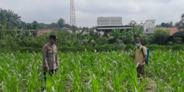 Bhabinkamtibmas Dampingi Petani Agar Tercapai Swasembada Pangan Nasional 