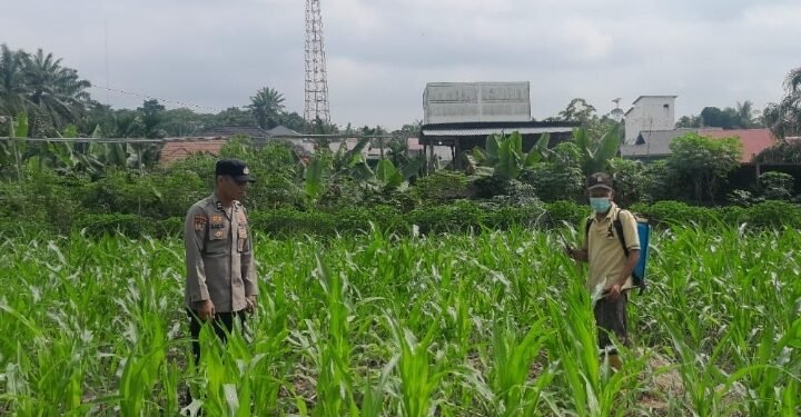 Bhabinkamtibmas Dampingi Petani Agar Tercapai Swasembada Pangan Nasional 