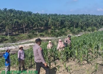 Polsek Lubuk Dalam Cek Perkembangan Tanaman Jagung Pipil, Dukung Program Ketahanan Pangan Nasional 