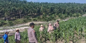 Polsek Lubuk Dalam Cek Perkembangan Tanaman Jagung Pipil, Dukung Program Ketahanan Pangan Nasional 
