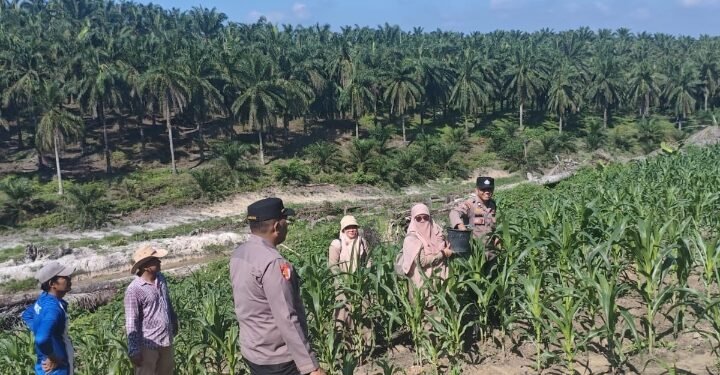 Polsek Lubuk Dalam Cek Perkembangan Tanaman Jagung Pipil, Dukung Program Ketahanan Pangan Nasional