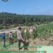 Polsek Lubuk Dalam Cek Perkembangan Tanaman Jagung Pipil, Dukung Program Ketahanan Pangan Nasional 