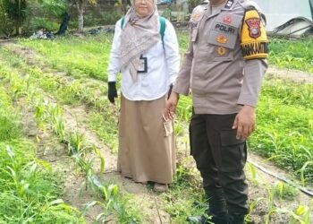 Bhabinkamtibmas Bersama PPL, Dampingi Petani Cek Tanaman Jagung Pipil di Sialang Palas
