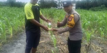 Polda Riau Dukung Swasembada Pangan, Bhabinkamtibmas Rawang KAO Serahkan Bantuan Inteksida Untuk Basmi Ulat Grayak