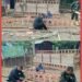 Mewujudkan Kemandirian Pangan, Satgas Kodim 0102/Pidie Bangun Kandang Ayam Petelur untuk Warga