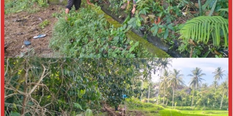 TNI Manunggal Air, Serka Imam Sungep Bersama Warga Kedung Banteng Gotong Royong Bersihkan Irigasi