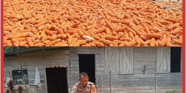 Kunjungan Pasca Panen, Bhabinkamtibmas Sialang Baru Cek Penjemuran Jagung Pipil 