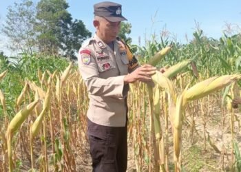 Tahap Pemangkasan Daun Atas, Bhabinkamtibmas Sialang Baru Kawal Petani Sampai Panen