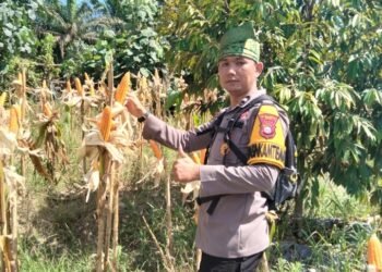 Siap Panen, Bhabinkamtibmas Sri Gading Kawal Siap Antar Hasil Panen Jagung ke Bulog 