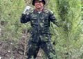 Kado Kemerdekaan, BNNP Aceh Musnahkan 30 Ribu Batang Ganja di Lahan Seluas 12 Hektare