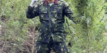 Kado Kemerdekaan, BNNP Aceh Musnahkan 30 Ribu Batang Ganja di Lahan Seluas 12 Hektare