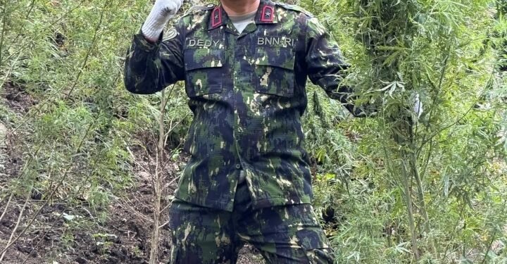 Kado Kemerdekaan, BNNP Aceh Musnahkan 30 Ribu Batang Ganja di Lahan Seluas 12 Hektare