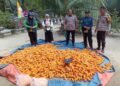 Hasil Memuaskan!, Kapolsek Lubuk Dalam Turun Langsung Jemur Jagung Hasil Panen di Sialang Baru 
