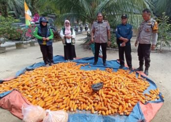Hasil Memuaskan!, Kapolsek Lubuk Dalam Turun Langsung Jemur Jagung Hasil Panen di Sialang Baru 