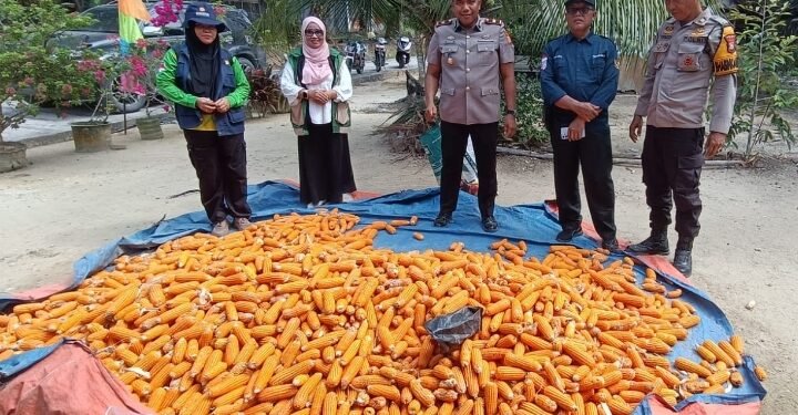 Hasil Memuaskan!, Kapolsek Lubuk Dalam Turun Langsung Jemur Jagung Hasil Panen di Sialang Baru 