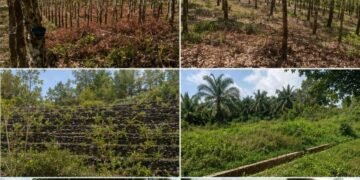 Diduga Kuasai san Serobot Lahan, Pasutri Dilaporkan Ke Poldasu