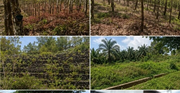 Diduga Kuasai san Serobot Lahan, Pasutri Dilaporkan Ke Poldasu