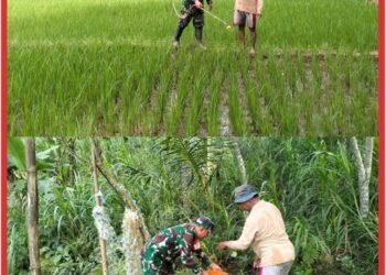Wujudkan Ketahanan Pangan, Babinsa Kedungbanteng Dampingi Petani Merawat Sawah Warga