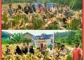 Bukan Hanya Jaga Kamtibmas, Polsek Lubuk Dalam Juga Panen Jagung Dukung Swasemba Pangan Nasional