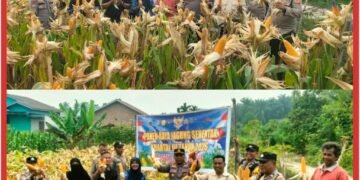 Bukan Hanya Jaga Kamtibmas, Polsek Lubuk Dalam Juga Panen Jagung Dukung Swasemba Pangan Nasional