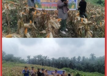 Topang Swasembada Pangan Nasional, Kapolsek Lubuk Dalam Pimpin Panen Raya Jagung Pipil Kuartal III Bersama Kelompok Tani
