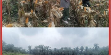 Topang Swasembada Pangan Nasional, Kapolsek Lubuk Dalam Pimpin Panen Raya Jagung Pipil Kuartal III Bersama Kelompok Tani