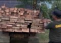 Barang Bukti Yang Diamankan Kabarnya Kembali Hutan, Ada Apa Sama Tim Gabungan?