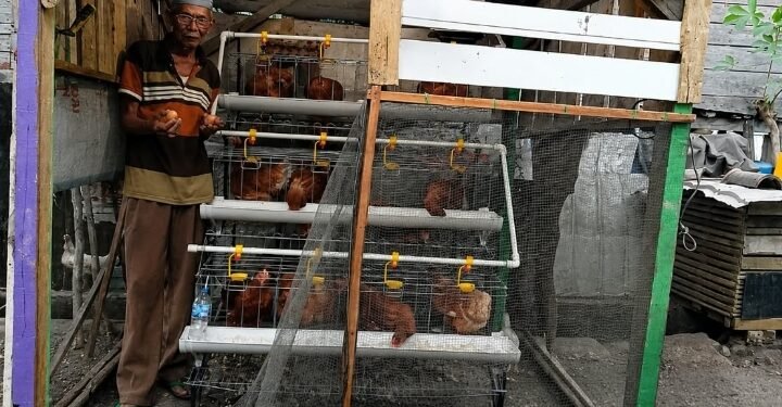 Dari Kandang Ayam, Amat Menumbuhkan Harapan Ekonomi Keluarga